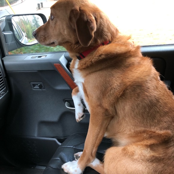 Meet your Posher, Lorrie - Picture 1 of 1